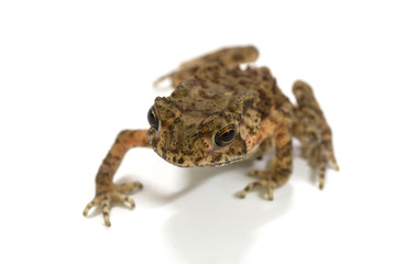 Asian common toad on white background