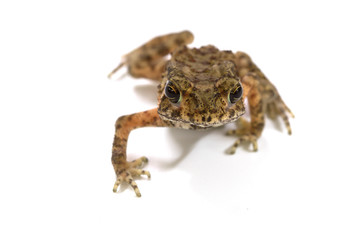 Asian common toad on white background