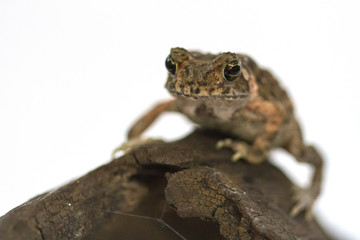Asian common toad on white background