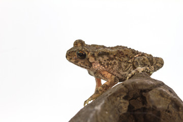 Asian common toad on white background