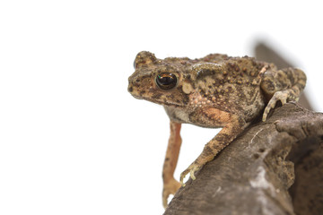 Fototapeta premium Asian common toad on white background