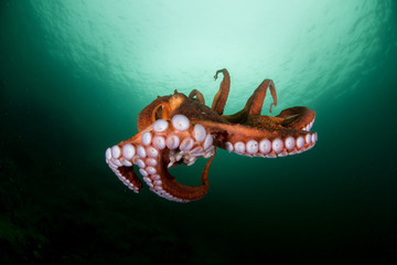 оctopus in the deep ocean