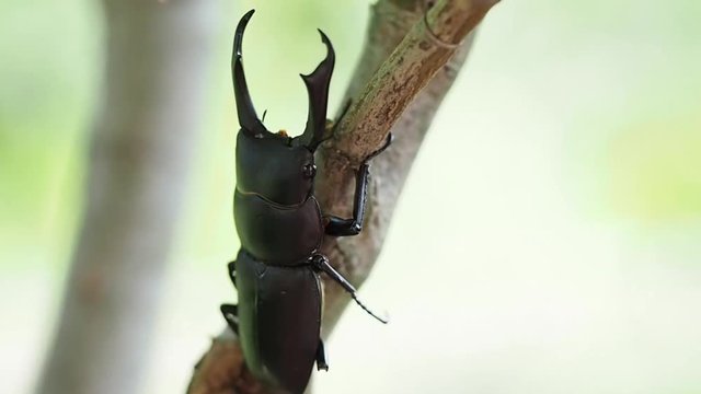 コクワガタ