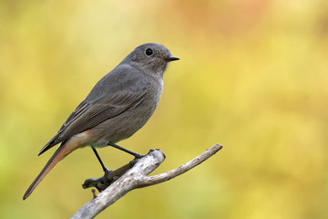 Obraz premium Hausrotschwanz