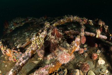оctopus in the deep ocean