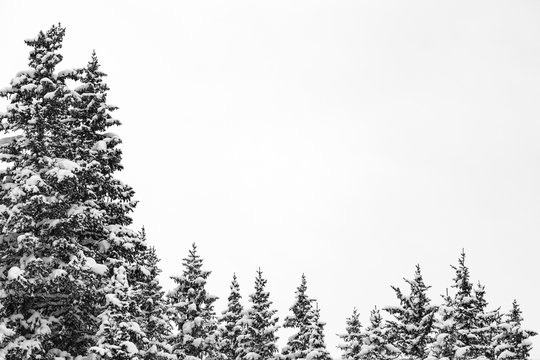 Pine forest tree tops black and white