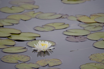 pretty white water lily 