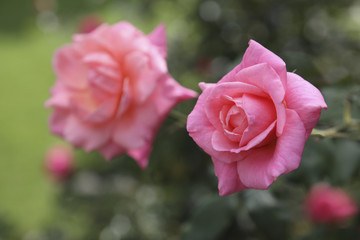Rosen