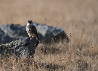 Eurasian hobby