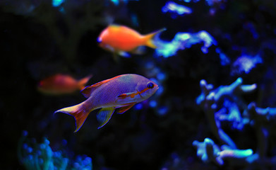 Anthias saltwater aquarium fish 