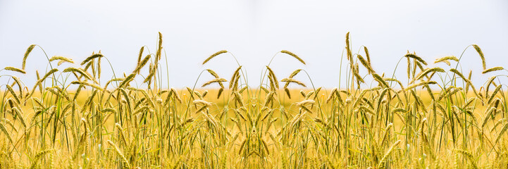 Ein reifes Kornfeld mit goldgelben Ähren. Eine künstlerische Darstellung mit symmetrischem Effekt...