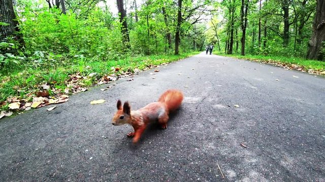 red squirrel on the road