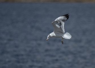 Pallas's gull