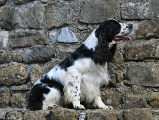 Springer spaniel dog