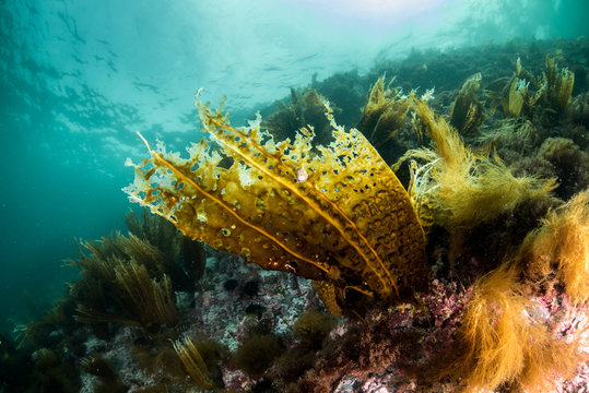 Beautiful reefscape with sea algae
