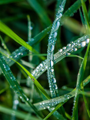 Regentropfen im Gras