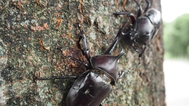 カブトムシ