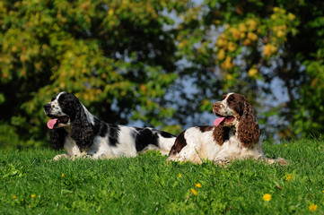 Two Springer spaniel dogs