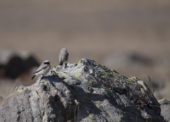 Desert wheatear