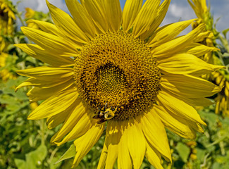 Obraz premium Single large Sunflower Bloom is heaven for bees.