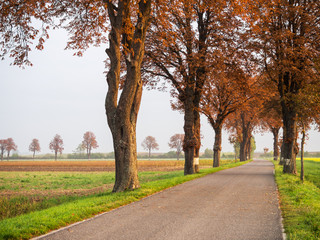 Fototapeta na wymiar Landstraße mit Allee im Herbst