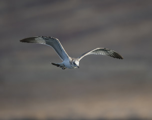 Pallas's gull