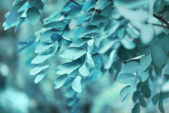 Cold nature background with dandling brunches of tree