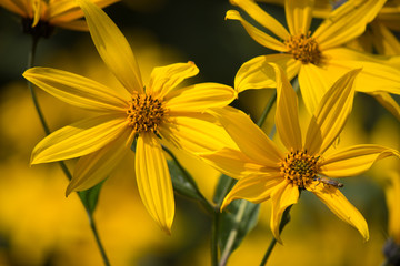 Yellow Flowers 
