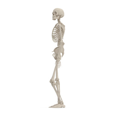 Human Female Skeleton standing pose on white. 3D illustration