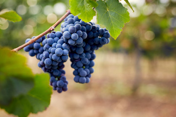 Close up of a blue grapes in the vineyard - obrazy, fototapety, plakaty