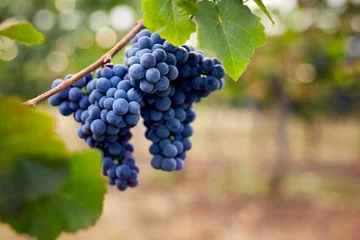 Papier peint adhésif Vignoble Gros plan d& 39 un raisin bleu dans le vignoble