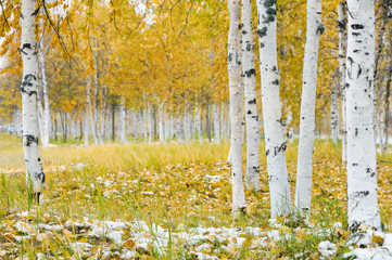 Autumn bright landscape with birch grove and the first snow