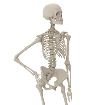medical accurate female skeleton standing pose on white. 3D illustration