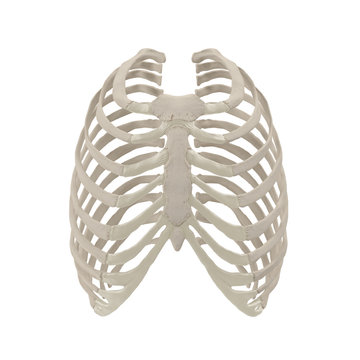 Female Ribcage Skeleton on white. Front view. 3D illustration