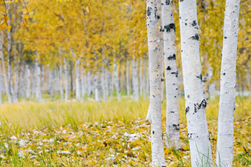 Autumn bright landscape with birch grove and the first snow