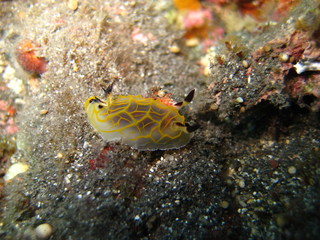 Meeresschnecke