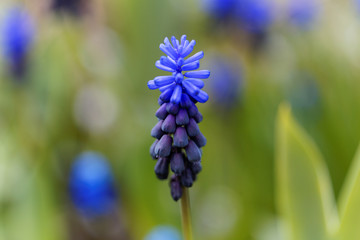 Cultivated broad-leaved grape hyacinth (Muscari latifolium)