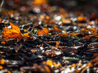 Herbstlaub