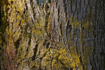 Tree Trunk Closeup