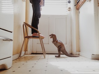 Child standing on chair with dinosaur