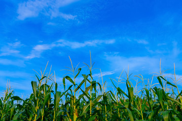 Corn field in clear day, corn tree with blue cloudy Sky