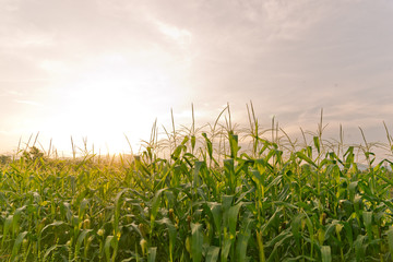 corn field in sunset