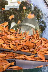 Blätter auf Auto Windschutzscheibe, Herbst 