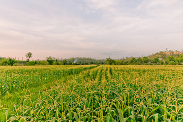 Fototapeta na wymiar corn field in sunset