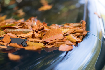 Blätter auf Auto Windschutzscheibe, Herbst 