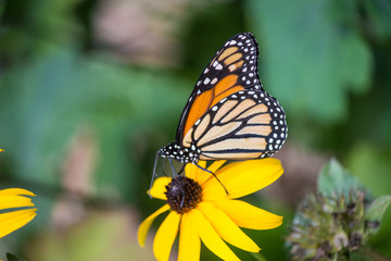 Fototapeta na wymiar Monarch Butterfly 