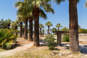 Photo of a landscape of palm trees and ruins