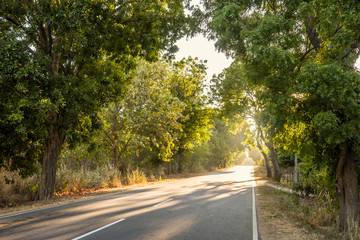 Sunrise view of the country road running through the jungle of Sri Lanka