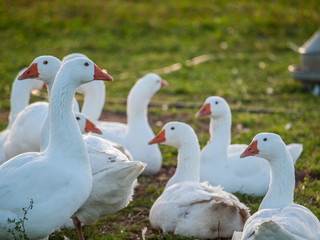Gänse auf der Weide