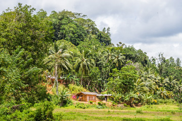 Small rural wooden house in Sri Lankan jungle